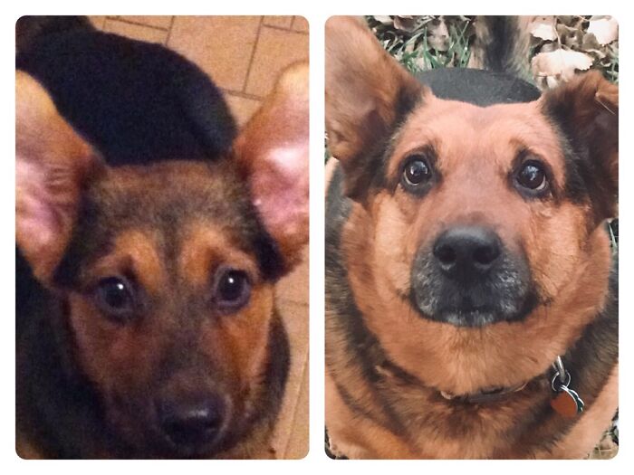 Hey Pandas, Post A Baby Picture Of Your Pet (Closed)