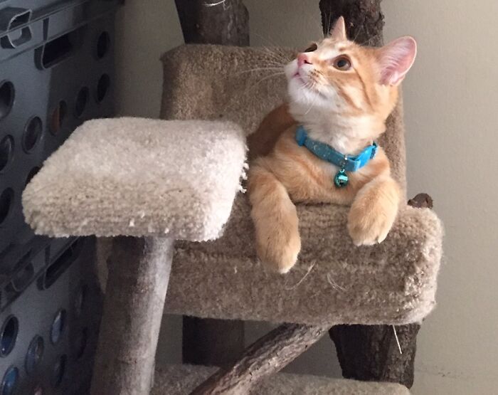 Hey Pandas, Post A Baby Picture Of Your Pet (Closed)