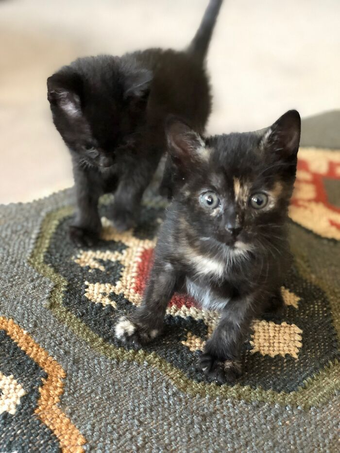 Hey Pandas, Post A Baby Picture Of Your Pet (Closed)