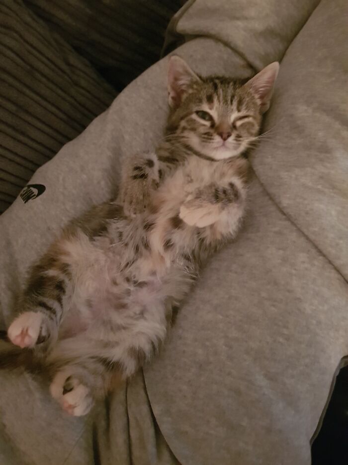 Hey Pandas, Post A Baby Picture Of Your Pet (Closed)