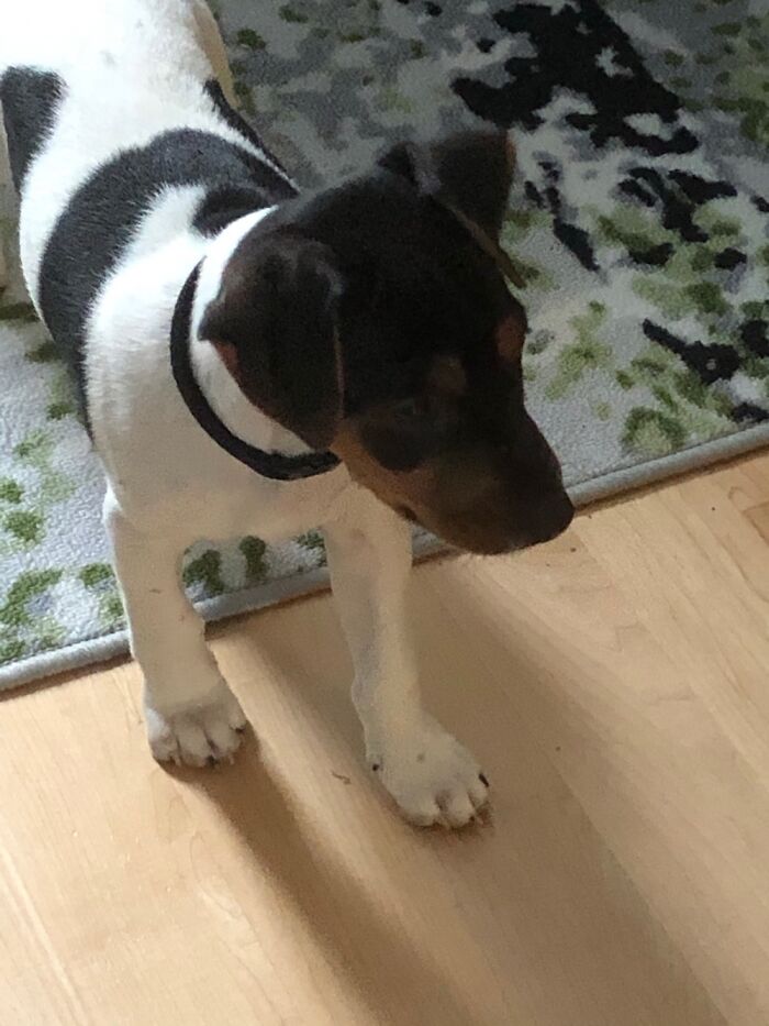 Hey Pandas, Post A Baby Picture Of Your Pet (Closed) Hey Pandas, Post A Baby Picture Of Your Pet (Closed)