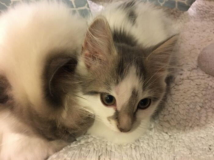 Hey Pandas, Post A Baby Picture Of Your Pet (Closed)