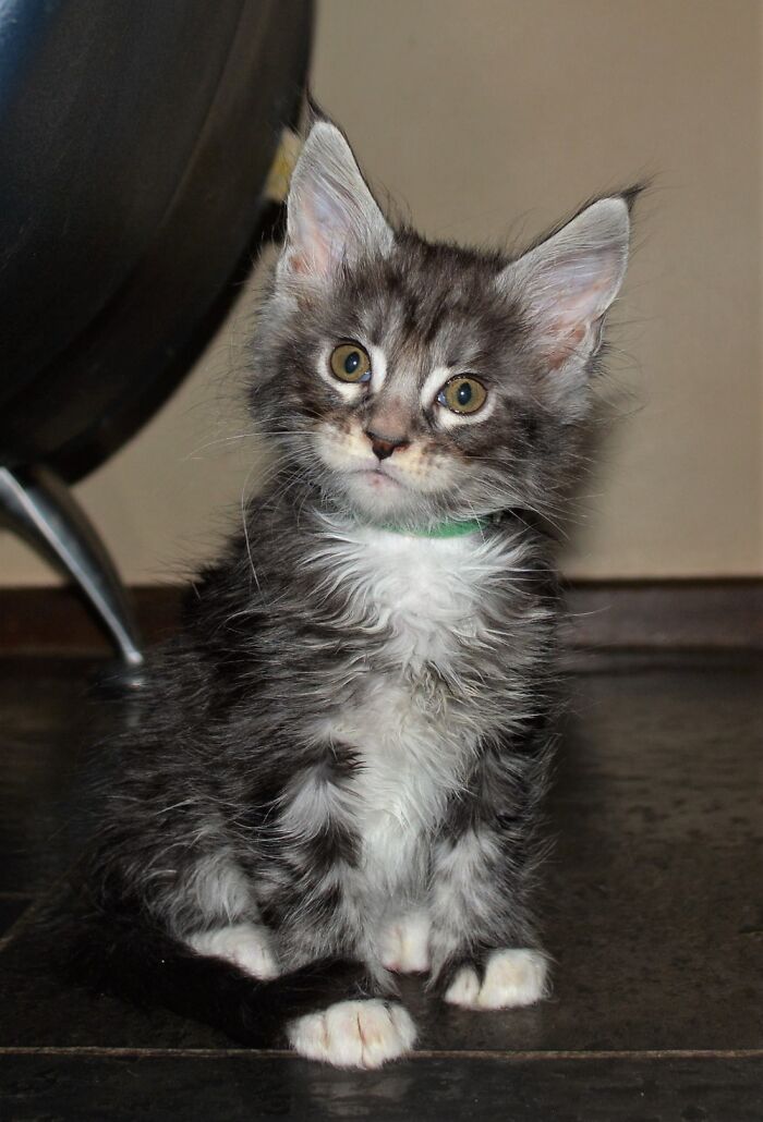 Hey Pandas, Post A Baby Picture Of Your Pet (Closed)