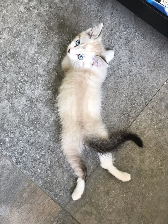 Hey Pandas, Post A Baby Picture Of Your Pet (Closed)