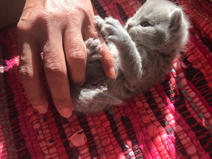 Hey Pandas, Post A Baby Picture Of Your Pet (Closed) Hey Pandas, Post A Baby Picture Of Your Pet (Closed)