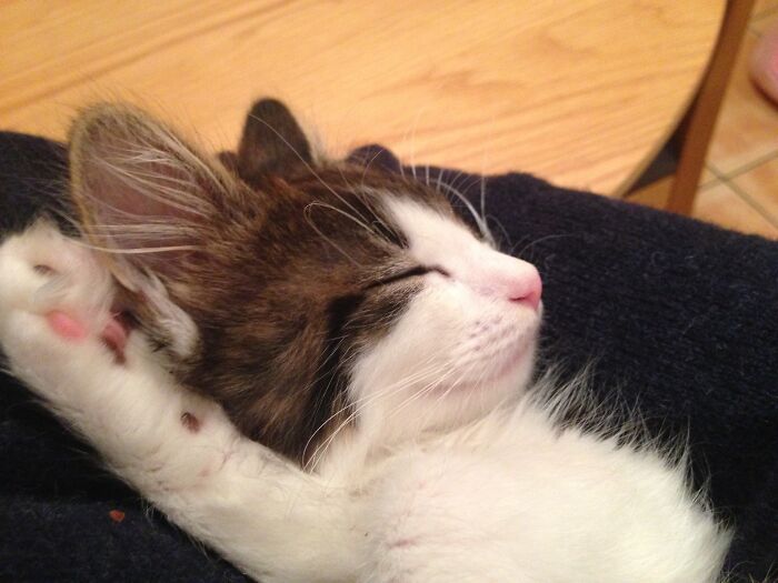 Hey Pandas, Post A Baby Picture Of Your Pet (Closed)