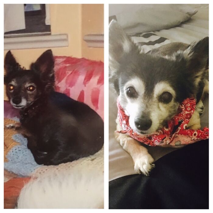 Hey Pandas, Post A Baby Picture Of Your Pet (Closed) Hey Pandas, Post A Baby Picture Of Your Pet (Closed)