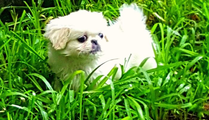 Hey Pandas, Post A Baby Picture Of Your Pet (Closed) Hey Pandas, Post A Baby Picture Of Your Pet (Closed)