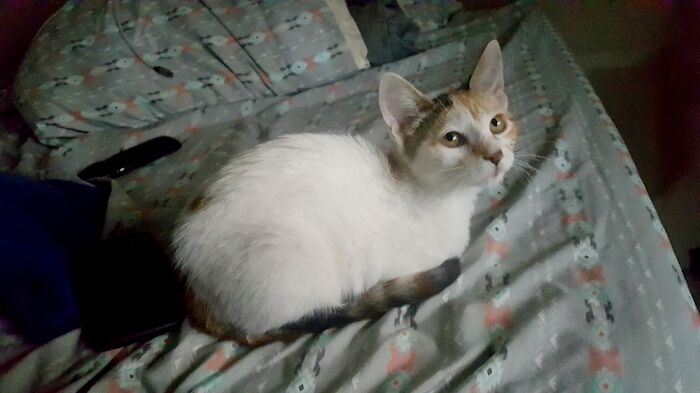 Hey Pandas, Post A Baby Picture Of Your Pet (Closed)