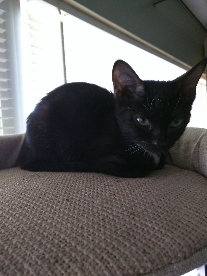 Hey Pandas, Post A Baby Picture Of Your Pet (Closed)