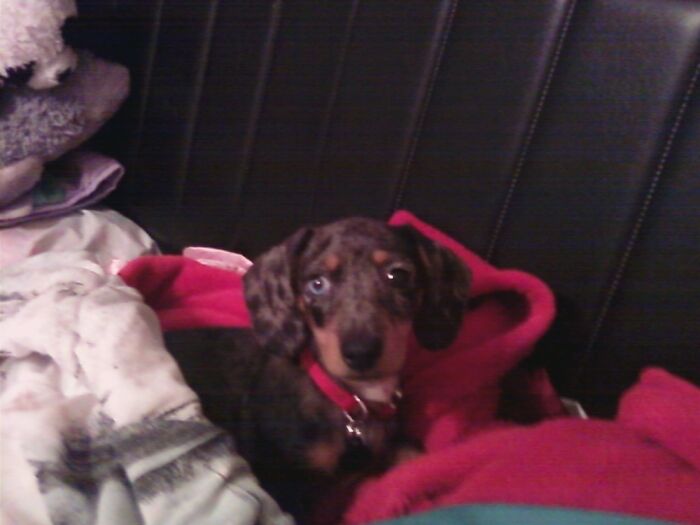 Hey Pandas, Post A Baby Picture Of Your Pet (Closed) Hey Pandas, Post A Baby Picture Of Your Pet (Closed)