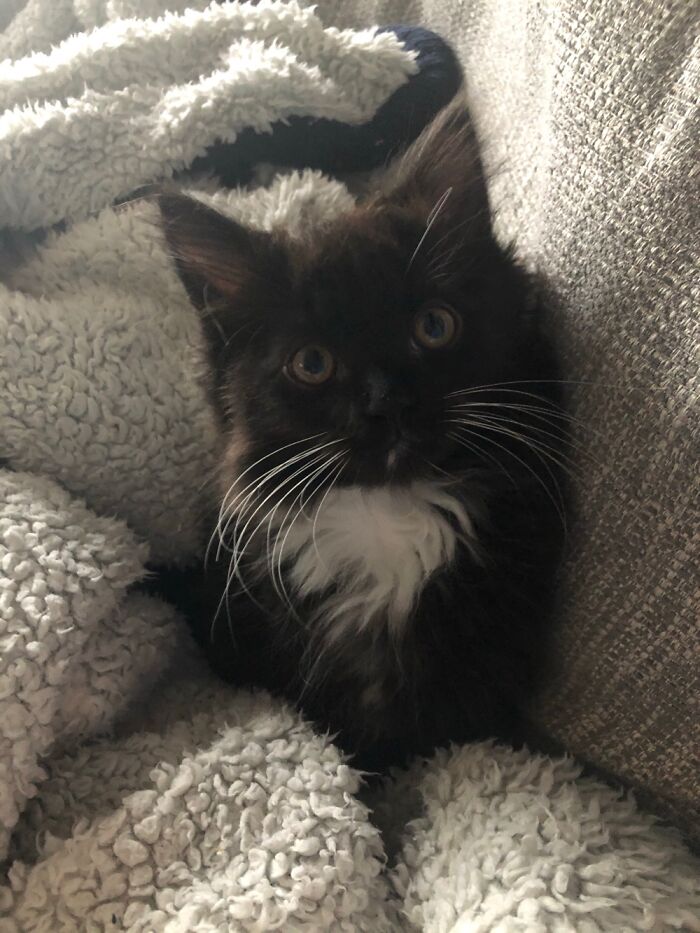 Hey Pandas, Post A Baby Picture Of Your Pet (Closed)