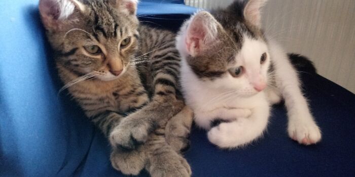 Hey Pandas, Post A Baby Picture Of Your Pet (Closed)