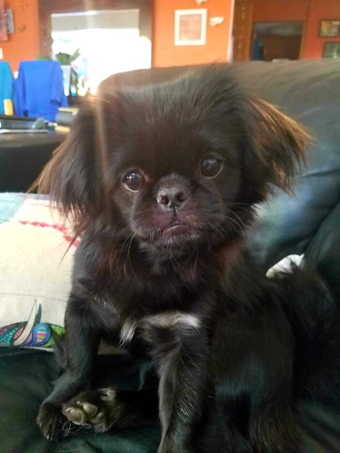 Hey Pandas, Post A Baby Picture Of Your Pet (Closed)