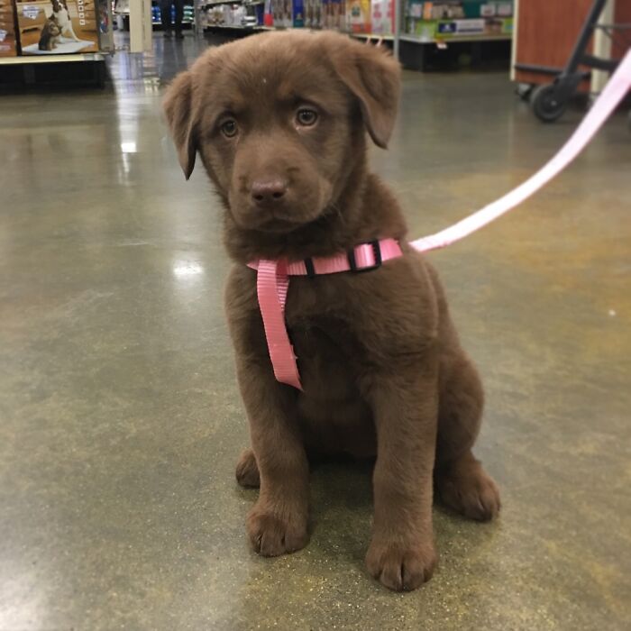 Hey Pandas, Post A Baby Picture Of Your Pet (Closed)