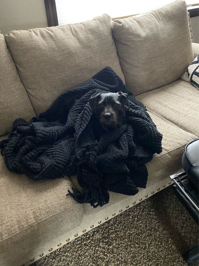 Hey Pandas, Post A Baby Picture Of Your Pet (Closed)