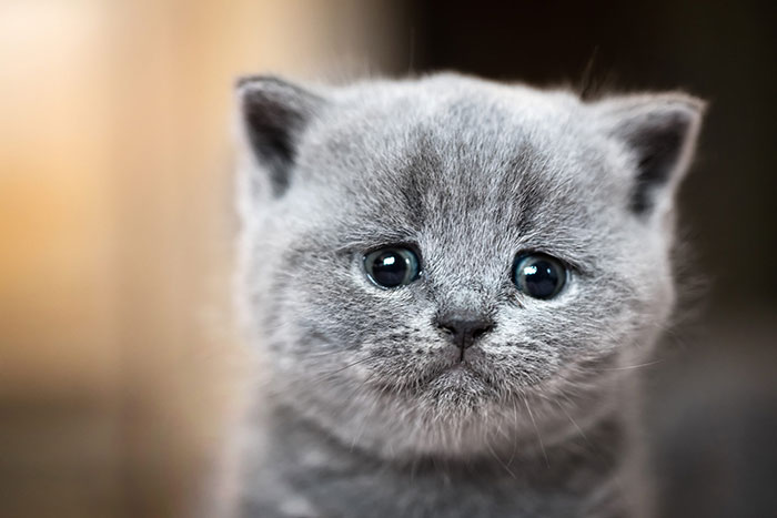 Hey Pandas, Photoshop This Sad Cat And Make It Happy! (Closed) Hey Pandas, Photoshop This Sad Cat And Make It Happy! (Closed)