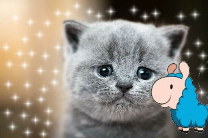 Hey Pandas, Photoshop This Sad Cat And Make It Happy! (Closed) Hey Pandas, Photoshop This Sad Cat And Make It Happy! (Closed)