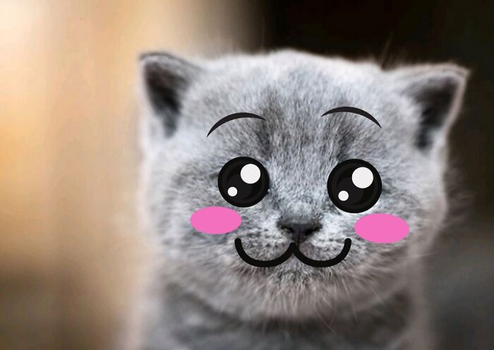 Hey Pandas, Photoshop This Sad Cat And Make It Happy! (Closed) Hey Pandas, Photoshop This Sad Cat And Make It Happy! (Closed)