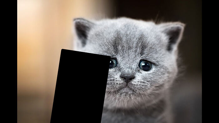 Hey Pandas, Photoshop This Sad Cat And Make It Happy! (Closed) Hey Pandas, Photoshop This Sad Cat And Make It Happy! (Closed)