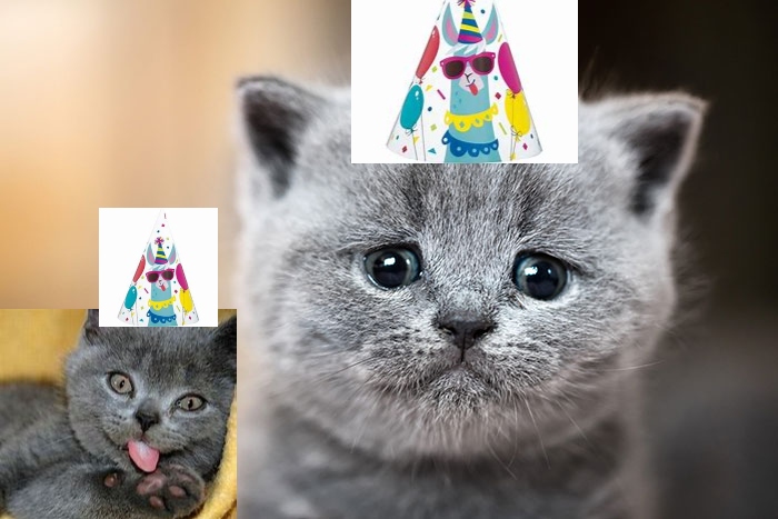 Hey Pandas, Photoshop This Sad Cat And Make It Happy! (Closed) Hey Pandas, Photoshop This Sad Cat And Make It Happy! (Closed)