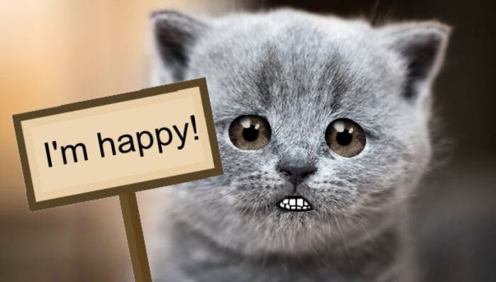 Hey Pandas, Photoshop This Sad Cat And Make It Happy! (Closed) Hey Pandas, Photoshop This Sad Cat And Make It Happy! (Closed)