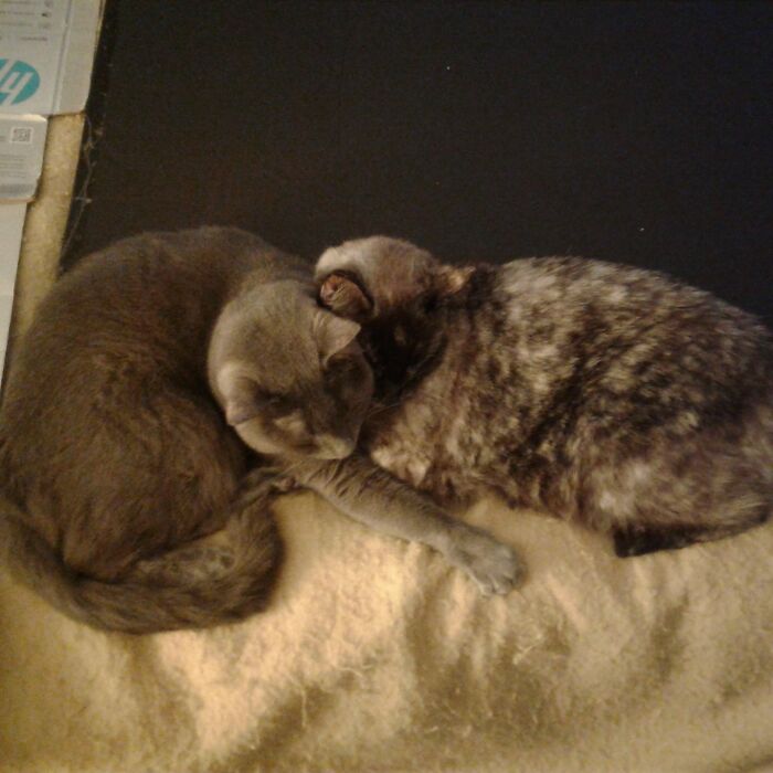 Hey Pandas, What Is The Most Awkward Picture You Have Ever Taken Of Your Pet? (Closed) Hey Pandas, What Is The Most Awkward Picture You Have Ever Taken Of Your Pet? (Closed)