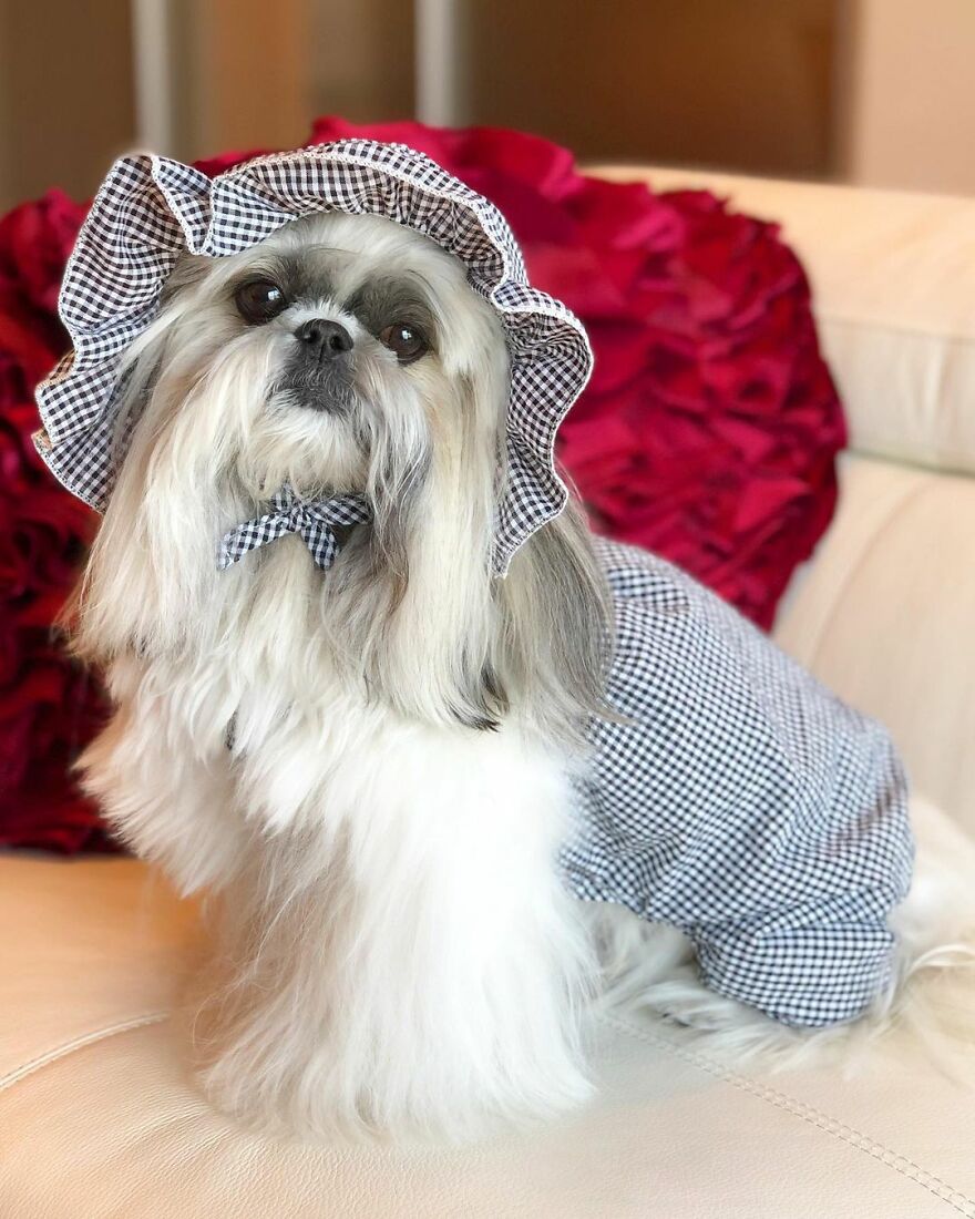This Instagram-Famous Dog Fashionista Looks Like A Pop Star (47 Pics) This Instagram-Famous Dog Fashionista Looks Like A Pop Star (47 Pics)