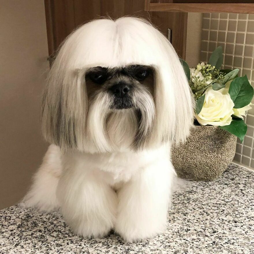 This Instagram-Famous Dog Fashionista Looks Like A Pop Star (47 Pics) This Instagram-Famous Dog Fashionista Looks Like A Pop Star (47 Pics)