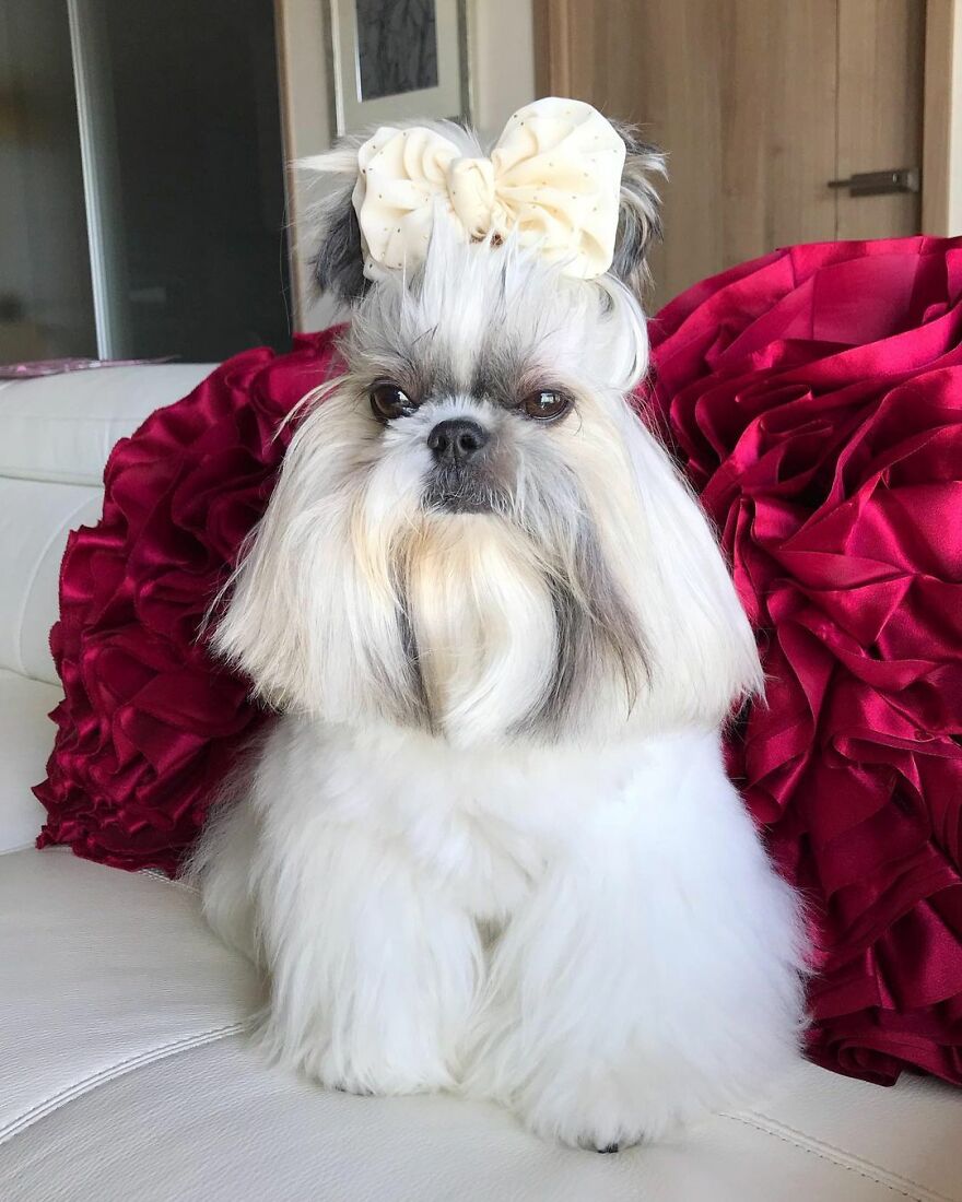 This Instagram-Famous Dog Fashionista Looks Like A Pop Star (47 Pics) This Instagram-Famous Dog Fashionista Looks Like A Pop Star (47 Pics)
