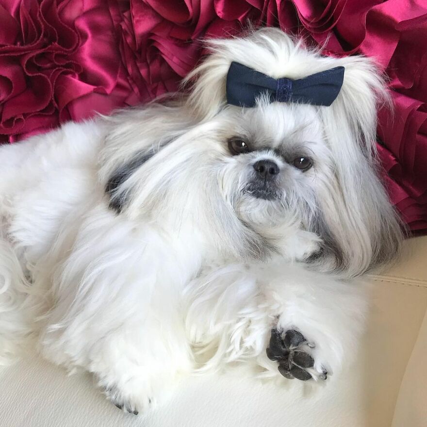 This Instagram-Famous Dog Fashionista Looks Like A Pop Star (47 Pics) This Instagram-Famous Dog Fashionista Looks Like A Pop Star (47 Pics)