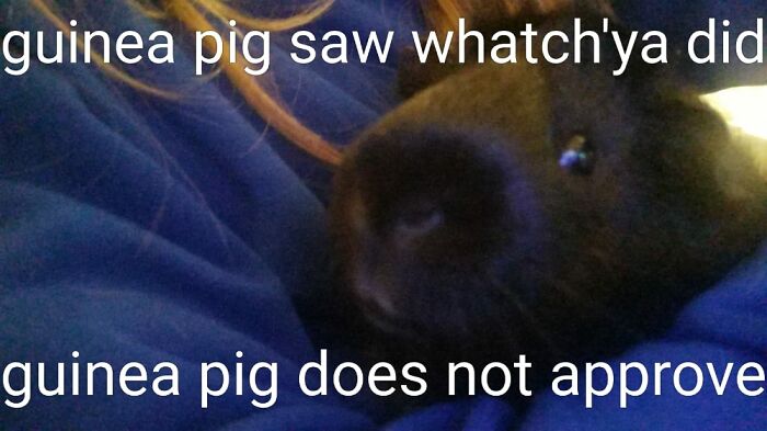 Hey Pandas, Make Your Own Meme (Closed)