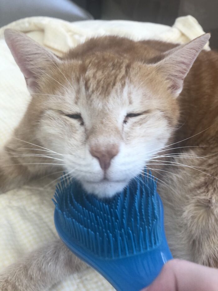 Hey Pandas, Make Your Own Meme (Closed)