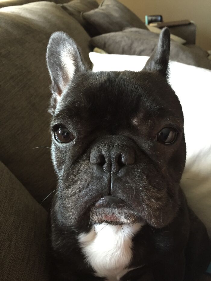 Hey Pandas, Make Your Own Meme (Closed)