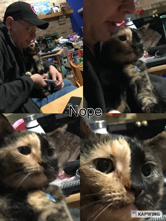 Hey Pandas, Make Your Own Meme (Closed)