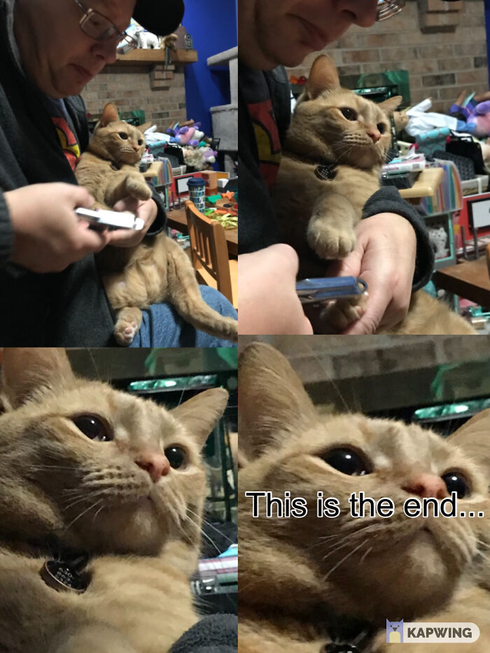 Hey Pandas, Make Your Own Meme (Closed)