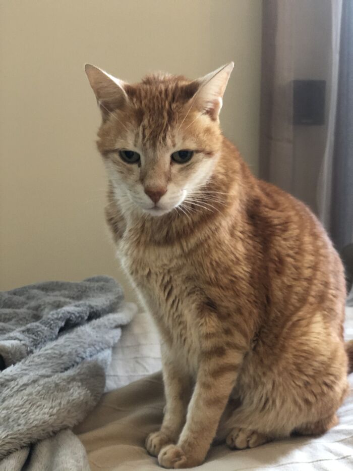 Hey Pandas, Make Your Own Meme (Closed)