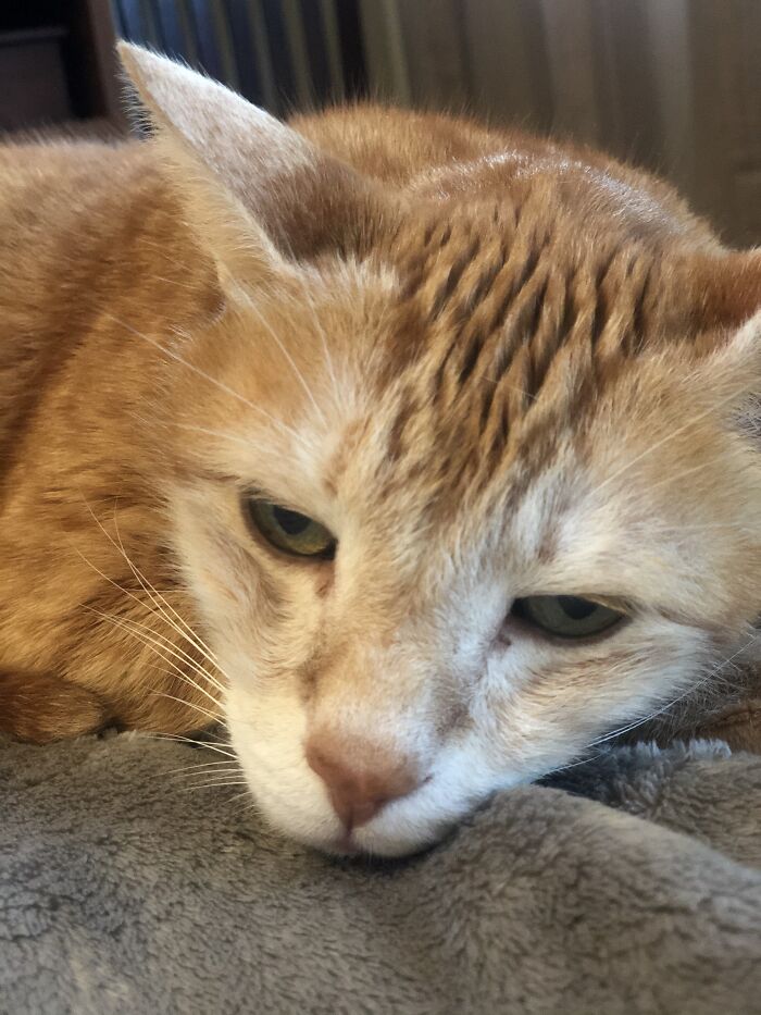 Hey Pandas, Make Your Own Meme (Closed)