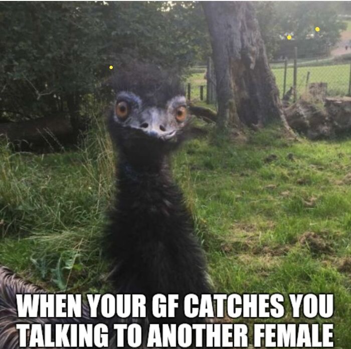 Hey Pandas, Make Your Own Meme (Closed)