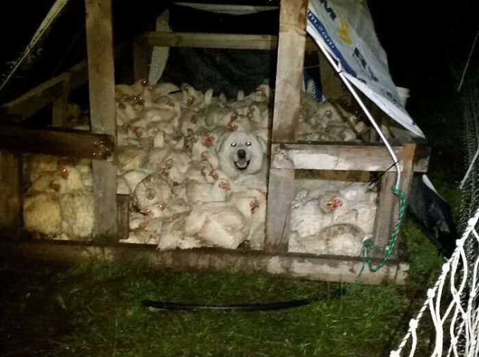 In This Online Group, People Share Accidental Camouflage And Here Are 50 Of The Best Photos In This Online Group, People Share Accidental Camouflage And Here Are 50 Of The Best Photos