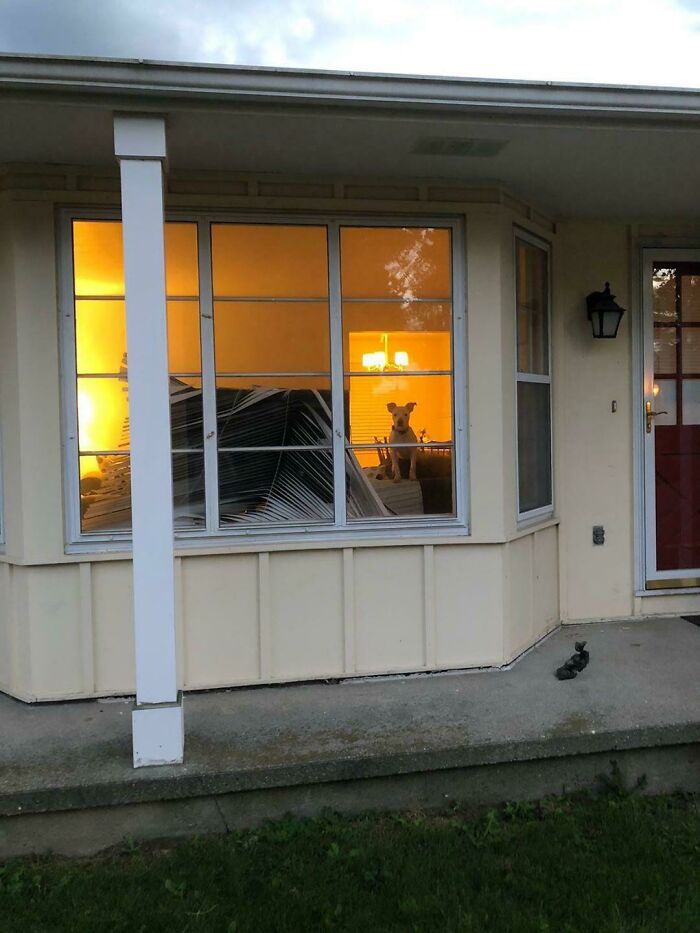 50 Animals Who Decided To Destroy Something Just Because They Can And Got Caught Red-Handed