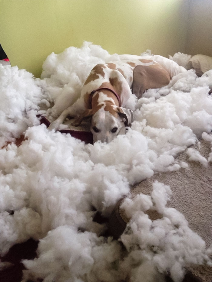 50 Animals Who Decided To Destroy Something Just Because They Can And Got Caught Red-Handed