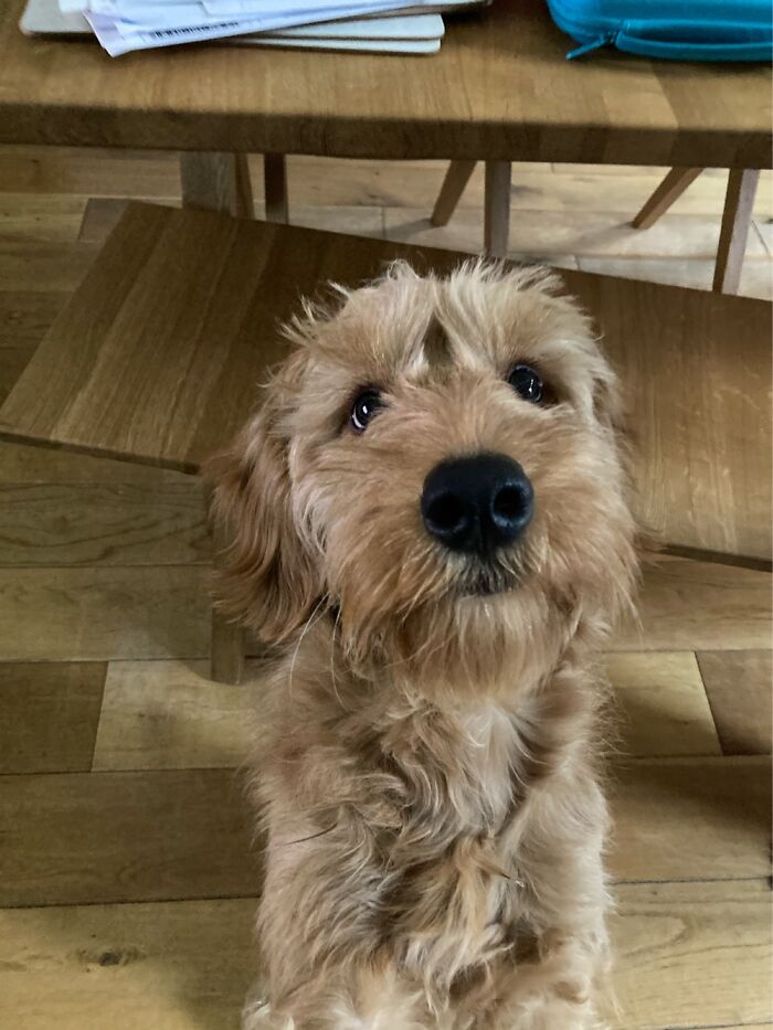 Hey Pandas, Post The Cutest Picture Of Your Pet (Closed) Hey Pandas, Post The Cutest Picture Of Your Pet (Closed)