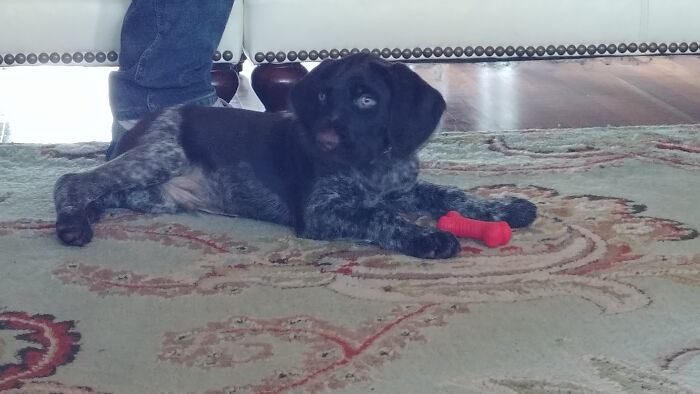 Hey Pandas, Post The Cutest Picture Of Your Pet (Closed) Hey Pandas, Post The Cutest Picture Of Your Pet (Closed)