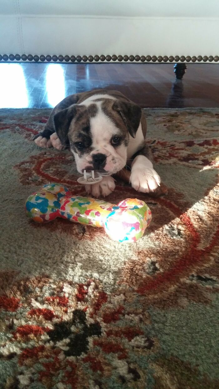 Hey Pandas, Post The Cutest Picture Of Your Pet (Closed) Hey Pandas, Post The Cutest Picture Of Your Pet (Closed)