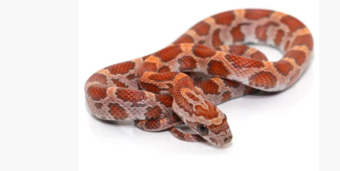 Hey Pandas, Post The Cutest Picture Of Your Pet (Closed) Hey Pandas, Post The Cutest Picture Of Your Pet (Closed)