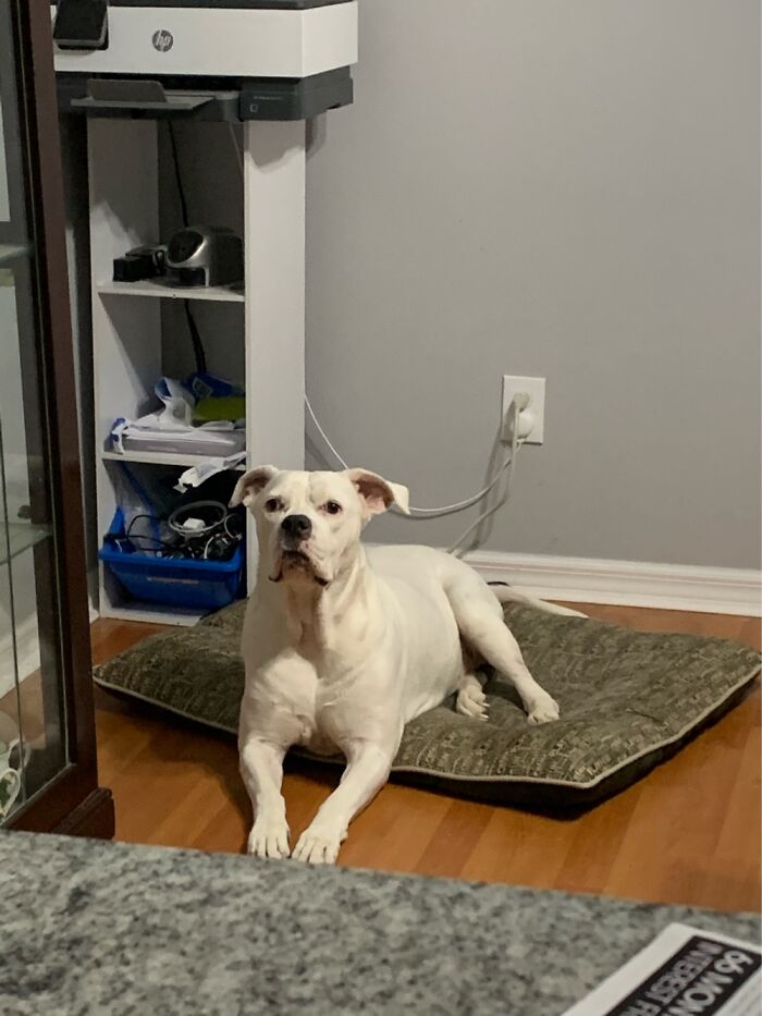 Hey Pandas, Post The Cutest Picture Of Your Pet (Closed) Hey Pandas, Post The Cutest Picture Of Your Pet (Closed)