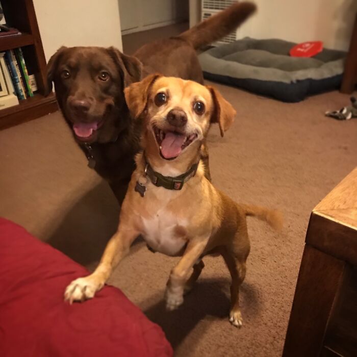 Hey Pandas, Post The Cutest Picture Of Your Pet (Closed) Hey Pandas, Post The Cutest Picture Of Your Pet (Closed)