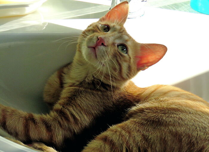 Hey Pandas, Post The Cutest Picture Of Your Pet (Closed) Hey Pandas, Post The Cutest Picture Of Your Pet (Closed)