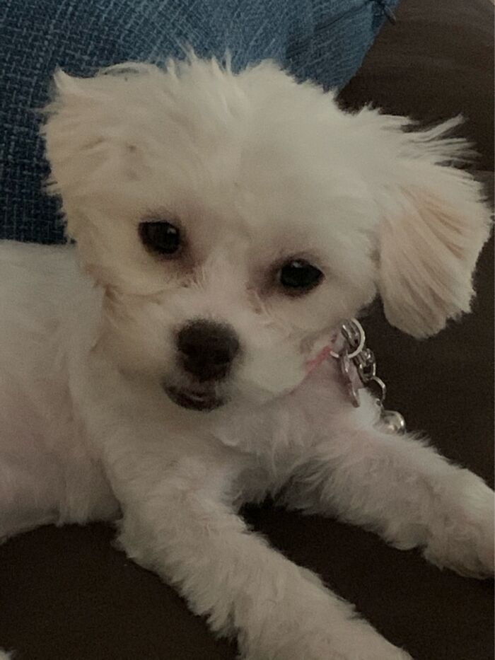 Hey Pandas, Post The Cutest Picture Of Your Pet (Closed) Hey Pandas, Post The Cutest Picture Of Your Pet (Closed)